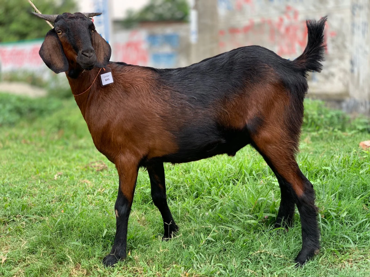 দেশী  ছাগল (38 KG)   